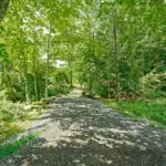 A road surrounded by trees